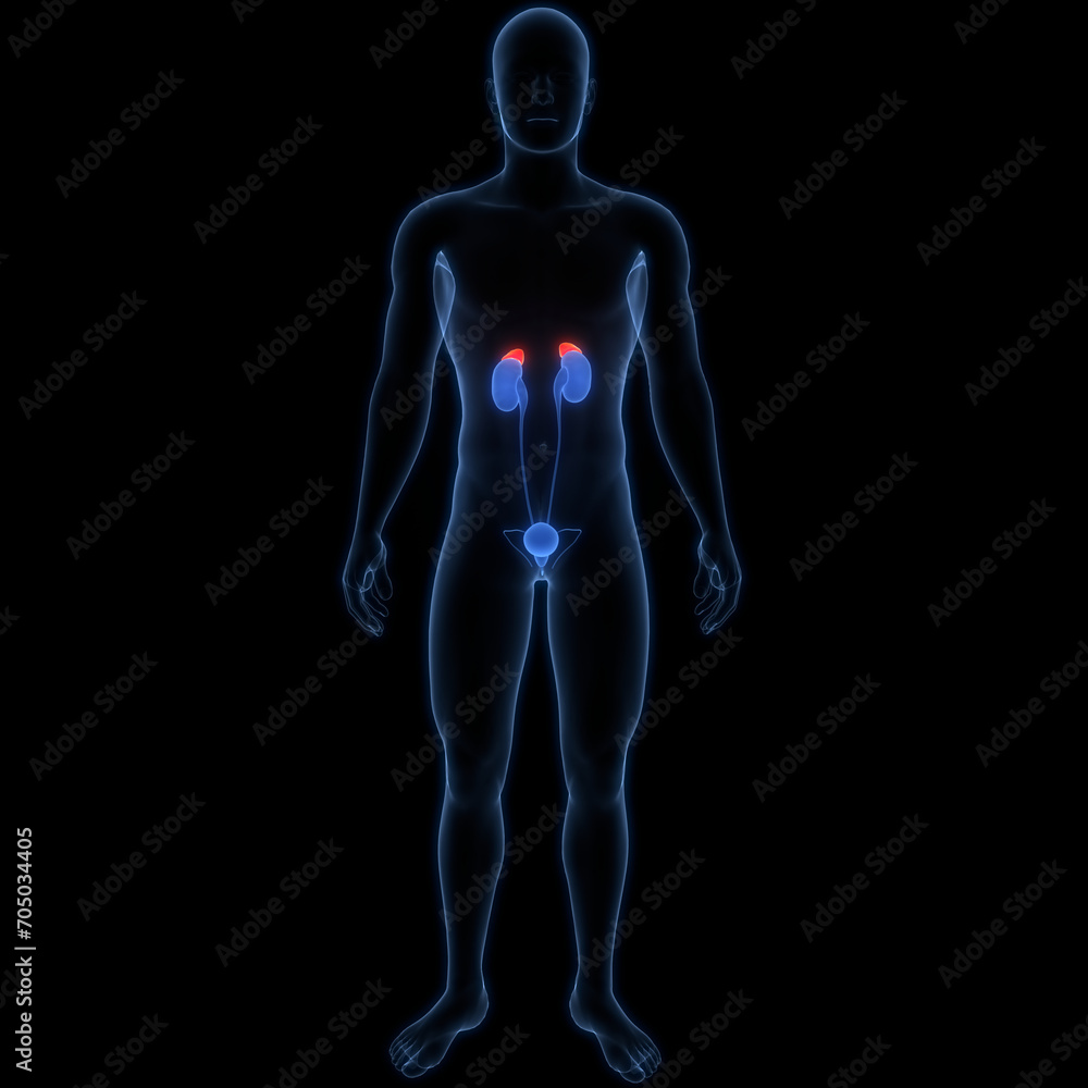 Human Body Glands Adrenal Gland Anatomy