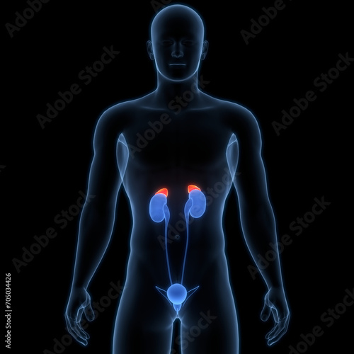 Human Body Glands Adrenal Gland Anatomy