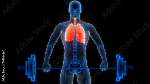 Wallpaper Mural Human Respiratory System Lungs Anatomy Torontodigital.ca