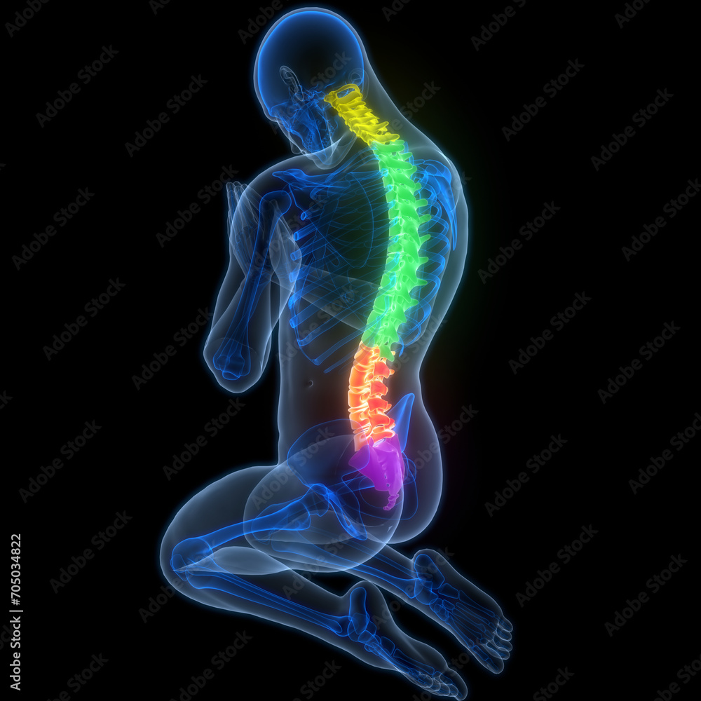Spinal Cord Vertebral Column of Human Skeleton System Anatomy Spinal Cord Vertebral Column of Human Skeleton System Anatomy