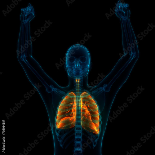 Human Respiratory System Lungs Anatomy