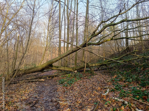  nach einem Sturm umgestürzter abgebrochener Baum, der den Weg versperrt