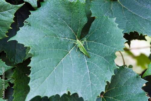 Great green cricket, Tettigonia viridissima, adult female or imago on green grape leaf in summer