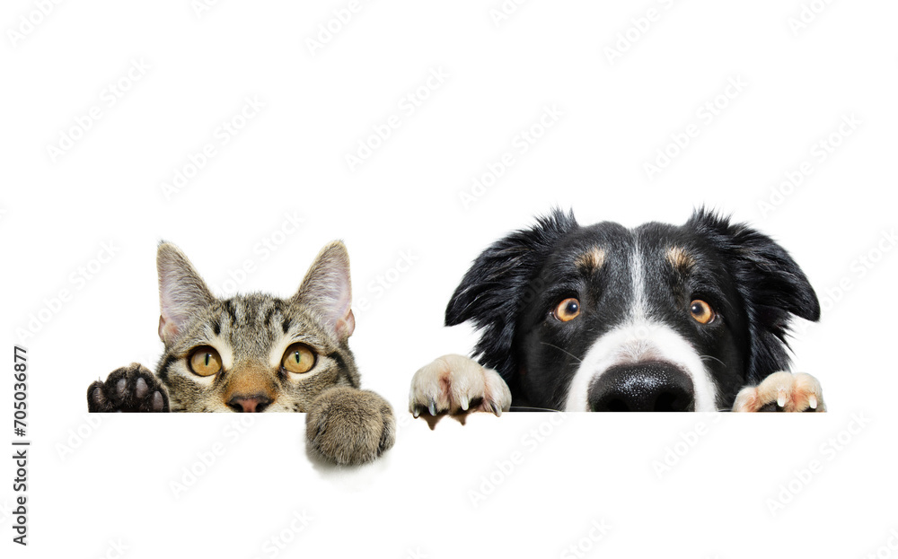 Funny pets banner. Cat and border collie dog hanging its paws over a white blank. Isolated on white backgorund