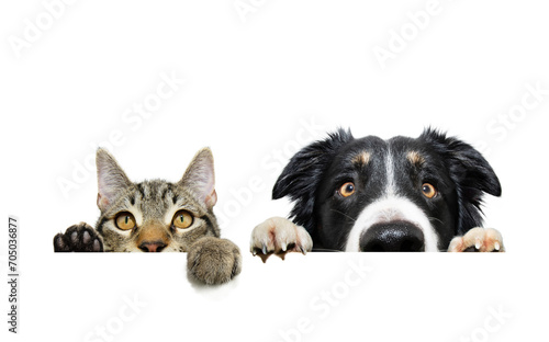 Funny pets banner. Cat and border collie dog hanging its paws over a white blank. Isolated on white backgorund