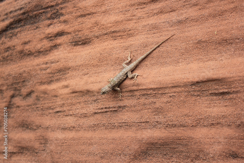 lizard on a red wall 