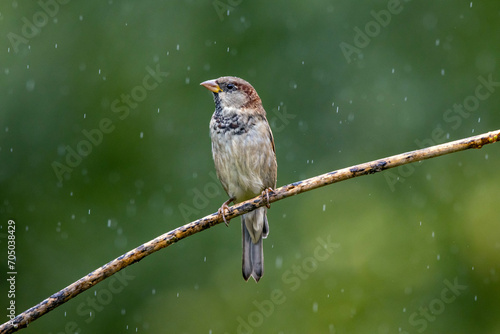 The sparrow also know as Pardal or Gorrion perched on the branch under rain. Species Passer domesticus. Animal world. Birdwatching