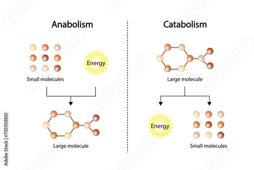 Anabolism, Catabolism. Anabolism is a process of building up complex macromolecules. Catabolism is process of breaking down complex macromolecules into small molecules. ATP energy. Vector design. photo