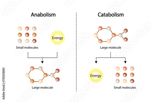 Anabolism, Catabolism. Anabolism is a process of building up complex macromolecules. Catabolism is process of breaking down complex macromolecules into small molecules. ATP energy. Vector design.