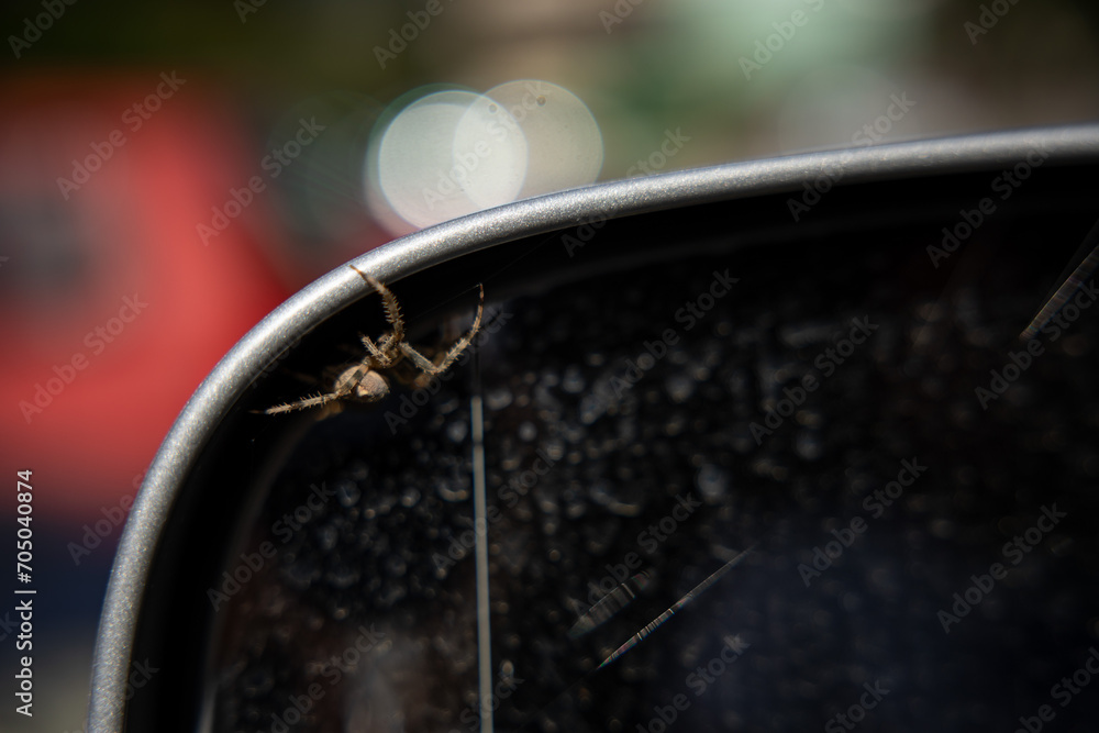 Spider on a rear car mirror. Interesting and beautiful animal creature spider in front of the mirror.