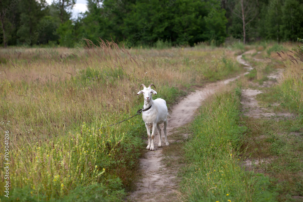 Obraz premium Goat on meadow
