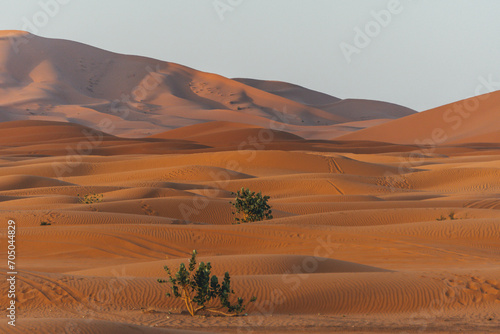 sand dunes in the desert morocco with orange color view and arid vegetation
