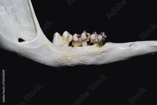 Photos Kangaroo lumpy jaw