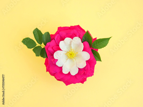 Creative spring layout made of pink and white roses on pastel yellow background. Minimal spring concept. Creative spring idea. Flat lay. Girly design.