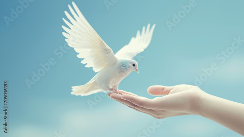 White dove landing on a hand