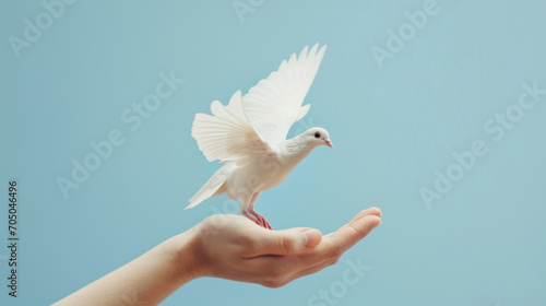 White dove landing on a hand