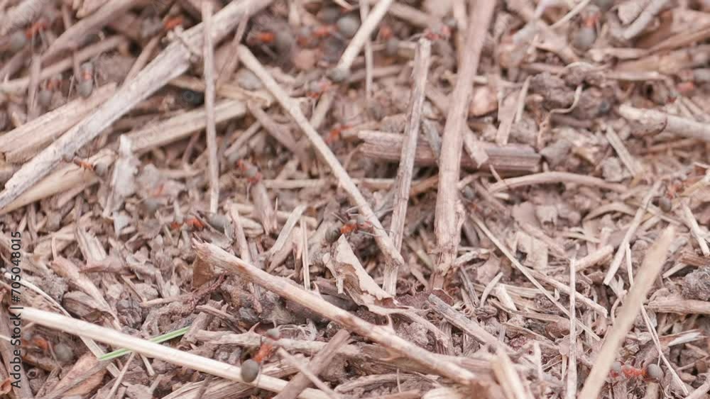Big anthill in the straws. Big anthill with colony of ants in summer forest. Ants on the ant hill in the woods closeup, macro. They mooving sticks and building their house Big anthill in the straws. Big anthill with colony of ants in summer forest. Ants on the ant hill in the woods closeup, macro. They mooving sticks and building their house