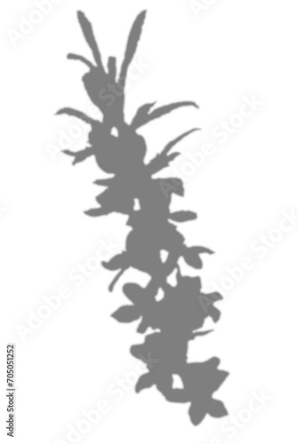 Flower on branch shadow overlay effect on white background. Blooming flower for overlay mockup PNG