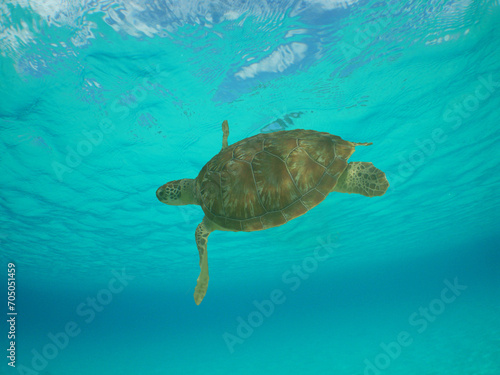 green sea turtle in the crystal clear waters