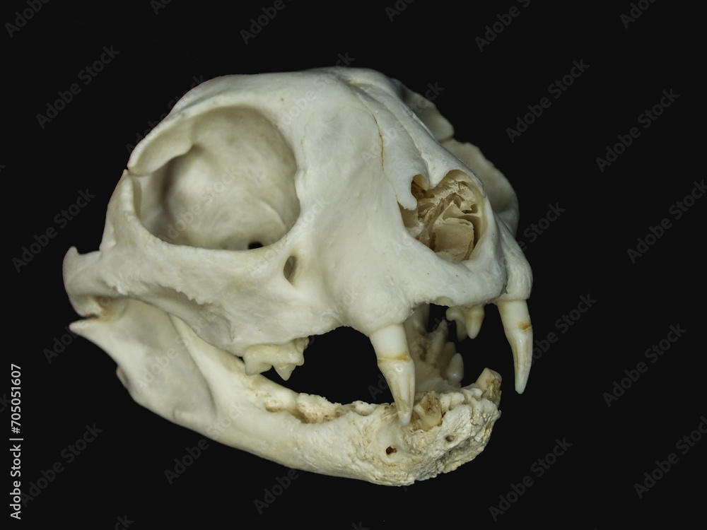 Neoplastic Bone Diseases Neoplastic Bone Diseases