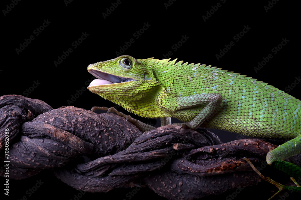 Fototapeta premium Maned Forest Lizard on a tree branch