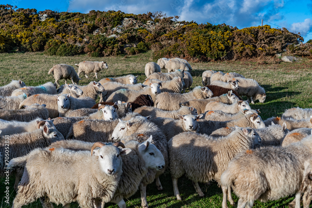 sheep wanting feeding Isle of Anglesey 