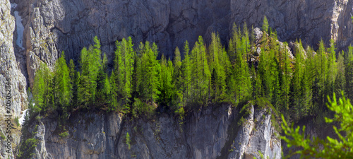 Lärchenwald an Felswand im Frühling, Gadental, Südtirol, Italien, Europa, Panorama  photo