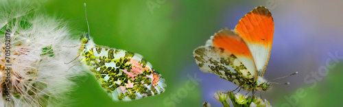 Aurorafalter (Anthocharis cardamines) zwei Schmetterlinge auf Blüten, Panorama  photo