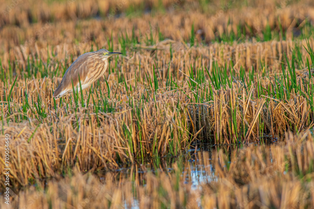 A squacco heron (Ardeola ralloides) in a rice field chasing its prey