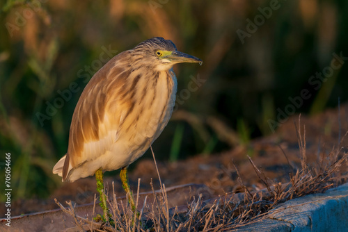 A squacco heron (Ardeola ralloides) in a rice field chasing its prey