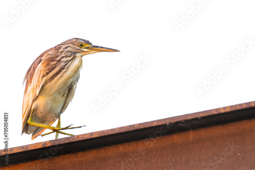 A squacco heron (Ardeola ralloides) in a rice field chasing its prey