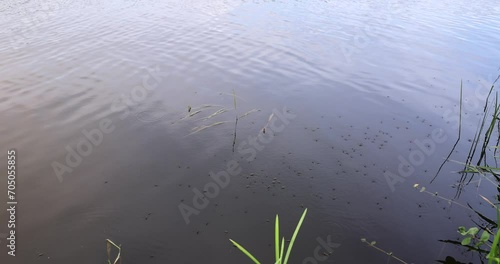 river,   water with waves in the river withtrees  on the river bank photo