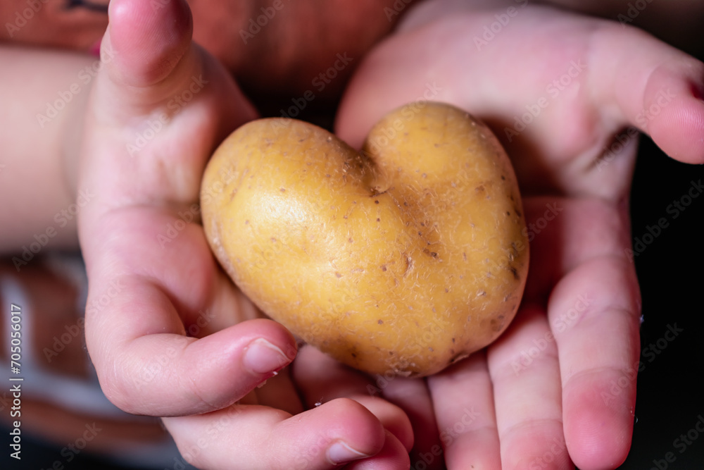 Heart shape potato, love concept, healthy food and medical concept Heart shape potato, love concept, healthy food and medical concept