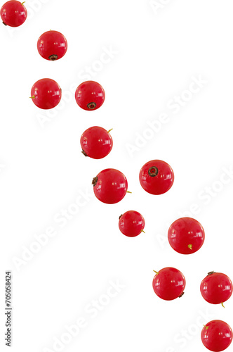 red currant photo