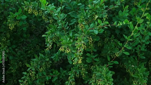 Shrub with green leaves of barberry thunberg and fruits at summer. Berries of berberis on a branch close up. Easy movement from the wind. Darwin's barberry branch with buds of flowers. Shadow garden photo