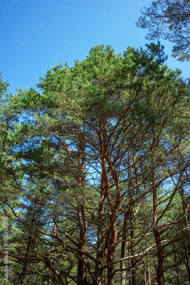 Bottom view of tall old trees in evergreen primeval forest of nature reserve. Curonian spit, russia. Blue sky in background. Bottom view of tall old trees in evergreen primeval forest of nature reserve. Curonian spit, russia. Blue sky in background.