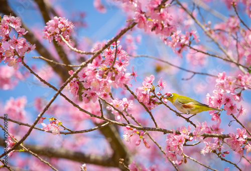 Little bird on the  Wild Himalayan Cherry at  Phu Hin Rong Kla National Park, Phitsanulok, Thailand.