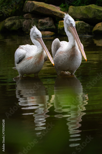 Portrait of two pelicans