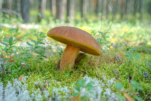 Edible mushroom in the forest in summer.