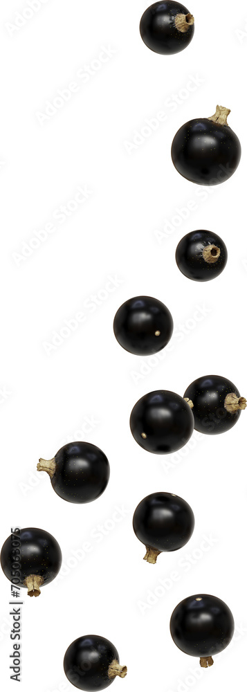 flying black currant flying black currant