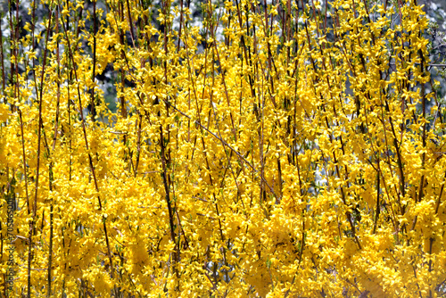 Forsythia. Yellow floral background