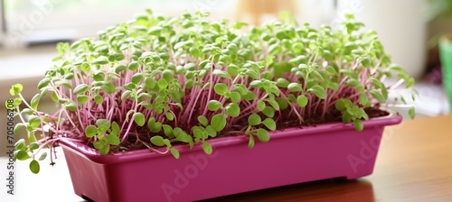 Vibrant microgreens in a stunning display of delicate nature and nutrient rich appeal