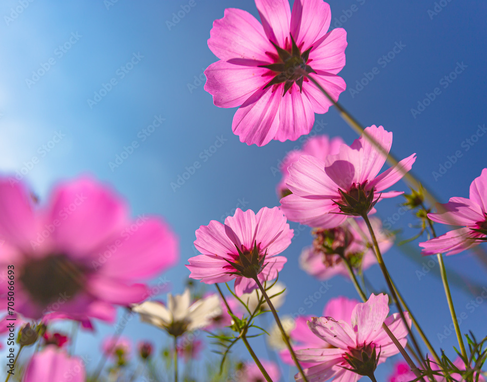 Beautiful pink cosmos flowers in nature and bright sky Beautiful pink cosmos flowers in nature and bright sky