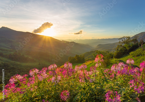 Field of beautiful pink flowers in mountain forest with sunrise light in the morning