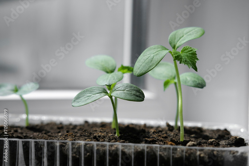 Cucumber seedlings in container on windowsill. Young sprouts of cucumber plant close up. photo