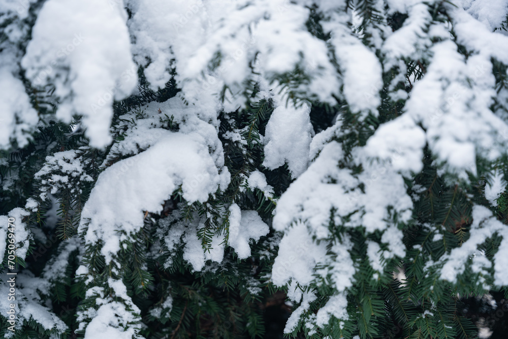 Winter background of snow covered plants trees and branches in the city park on cold day. White nature Winter background of snow covered plants trees and branches in the city park on cold day. White nature