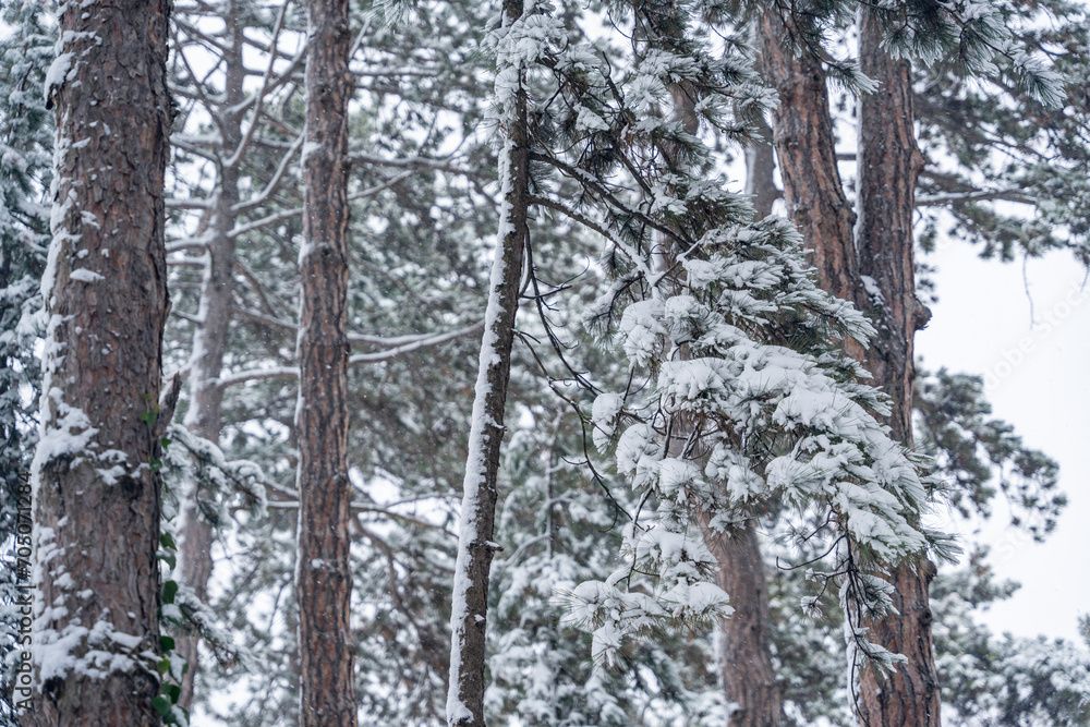 Fototapeta premium Winter background of snow covered plants trees and branches in the city park on cold day. White nature