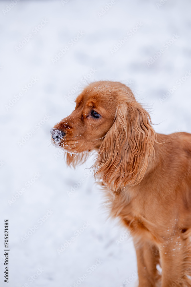 The nose of a red English Cocker Spaniel in the snow. The dog is watching someone intently.