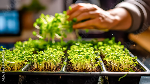 Homegrown microgreens for healthy eating. A stock photo capturing the essence of cultivating fresh greens at home, promoting well being naturally