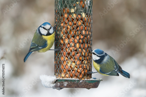 Two cute blue tit birds sitting on a bird feeder with peanuts in winter with snow and one has eye contact